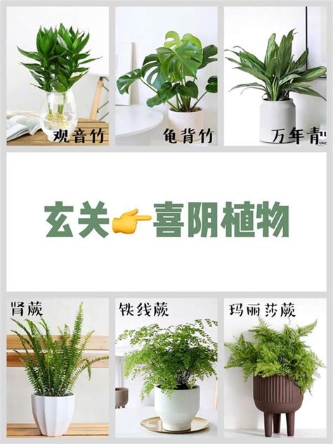 玄關盆栽推薦|玄關植栽怎麼選？擺對了才能招財又開運